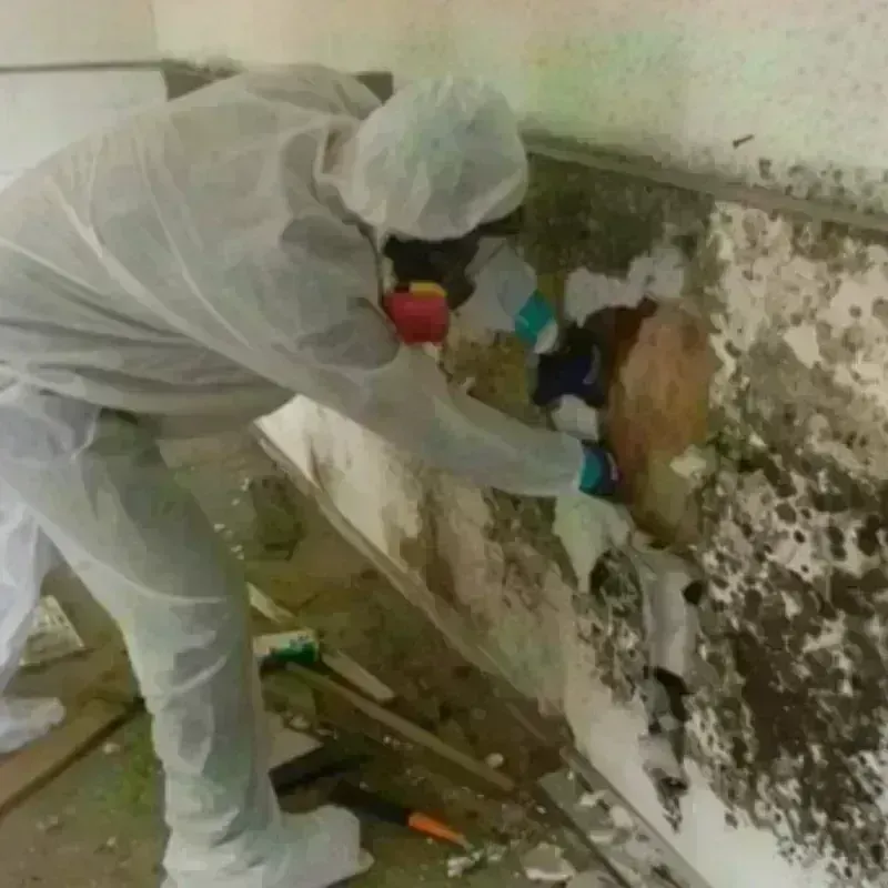 Mold Remediation and Removal in Saint Johnsbury, VT